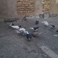 کبوتر رنگی اس اس حدود ۴۰ عدد|پرنده|تاکستان, |دیوار