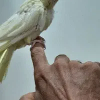 عروس هلندی|پرنده|میاندوآب, |دیوار
