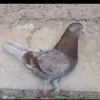 کبوتر توضیحات رو بخون