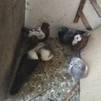 لوازم کفتر|لوازم جانبی حیوانات|مشهد, رضاییه|دیوار