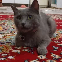 گربه اسکاتیش فروشی|گربه|شیراز, کیان آباد|دیوار