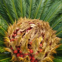 فروش بذر سیکاس آماده کاشت