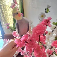 یک عدد عروس هلندی ماده اهویی