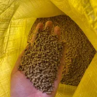 بچه ماهی کپور و غذای ماهی|ماهی|مشهد, آبکوه|دیوار