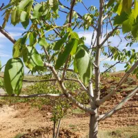 زمین باغی سپیدان