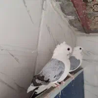 کبوتر