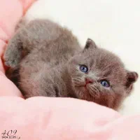 بچه گربه اسکاتیش بریتیش پرشین