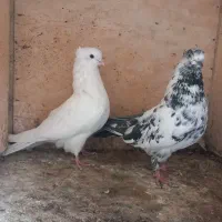 کبوتر|پرنده|شاهرود, |دیوار