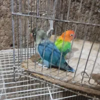 جفت کوتوله و کوتوله تک|پرنده|کاشمر, |دیوار