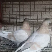 کفتر|پرنده|آفتاب, |دیوار