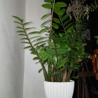 زامفولیا ۱ساله ریشه پر و سرحال و باکیفیت|گل و گیاه طبیعی|قائم‌شهر, |دیوار