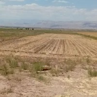 ۴ هکتار زمین کشاورزی با ۵ ساعت آب چاه موتور ۶ اینچ