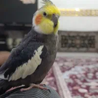 عروسی هلندی گمشده