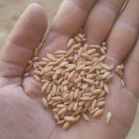 گندم دیم ، بذری