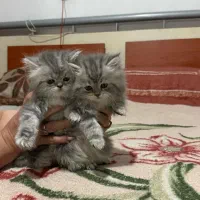 گربه های پرشین اسکاتیش بریتیش توله|گربه|شیراز, وصال|دیوار