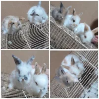 بچه خرگوش لوپ