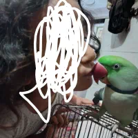 شاه طوطی سخن گو.|پرنده|رشت, پسیخان|دیوار