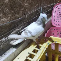 کفتر ماده پشت سبز سوسنی کاکلی پاصاف سبز کاکلی پاصا