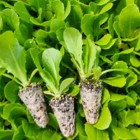 نشا|خدمات باغبانی و درختکاری|تنکمان, |دیوار