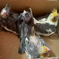 جوجه عروس سرلاکی|پرنده|آران و بیدگل, |دیوار