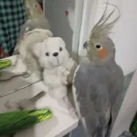 دو عدد عروس هلندی ماده