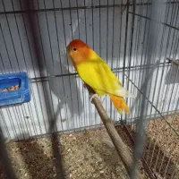 کوتوله اوپال