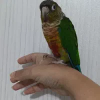 گرینچیک سخنگو نر|پرنده|رشت, کوی مهر|دیوار