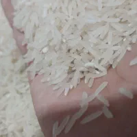 برنج فجر سوزنی امسال
