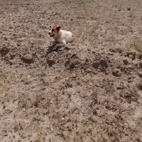 سگ گله گمشده|حیوانات|ابهر, |دیوار