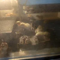 جوجه  بلدرچین