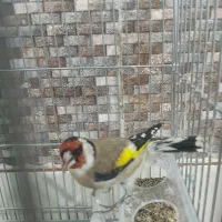 یک عدد سهره بسیار زیبا خوشکل قواره دار|پرنده|ملارد, |دیوار