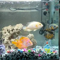 ماهی اسکار|ماهی|باغستان, |دیوار