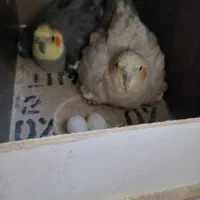 جفت عروس هلندی با تخم و جوجه