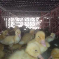 جوجه محلی سلطان جوجه رنگی بلدرچین|حیوانات مزرعه|کوخرد هرنگ, |دیوار