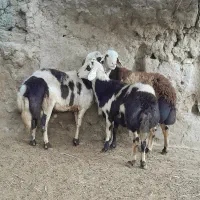 فروش دو عدد بره قوچ دوشیره و قوچ یک شیره|حیوانات مزرعه|بروجرد, |دیوار