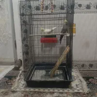 عروس هلندی