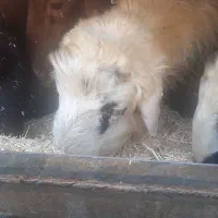 بره تغل،شال،افشار،همو