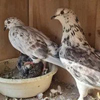 ۶ عدد کفتر عالی|پرنده|بومهن, |دیوار