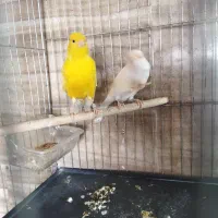 قناری بخون بشرط