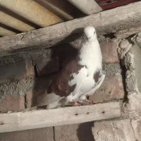 کبوتر پرشی|حیوانات|نوشین شهر, |دیوار