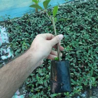 فوتونیا نایلکسی نشایی درجه یک