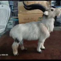 بز مصنوئی دست ساز|صنایع دستی و سایر لوازم تزئینی|تهران, سازمان برنامه جنوبی|دیوار