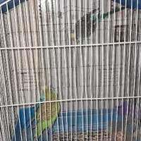 مرغ عشق مولد با یک بچه|پرنده|اردبیل, |دیوار