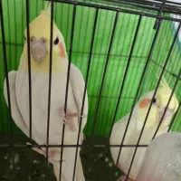 پرنده عروس هلندی