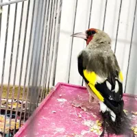 سهره نر قرص شلاقی بخون یک سره نر