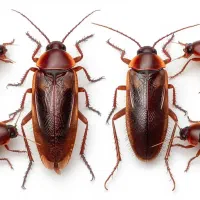 سمپاشی ساس و سوسک کابینتی و....|خدمات نظافت|شهریار, شهریار|دیوار