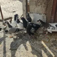 کفتر شهری بهبونی|پرنده|شیراز, سلطان آباد|دیوار