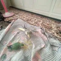 گم شده|پرنده|ملایر, |دیوار