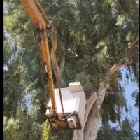 خریدار چوب درخت اکالیبتوس ومورت نقد سره پاسکول