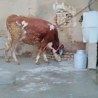 گاو شکم اول سمینتال